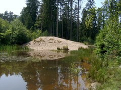 Teich im Reichswald